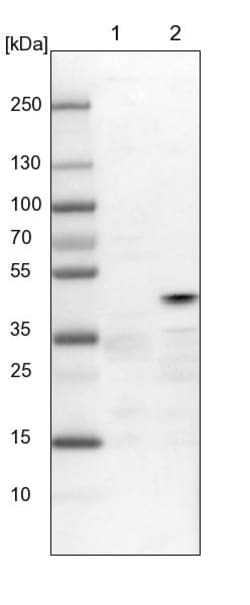 Invitrogen TUFT1 Polyclonal Antibody 100 &mu;L | Buy Online | Invitrogen&trade; | Fisher Scientific