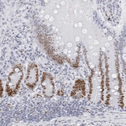 Invitrogen NASP Polyclonal Antibody 100 &mu;L | Buy Online | Invitrogen&trade; | Fisher Scientific