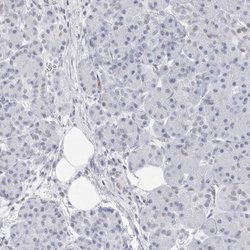 Invitrogen NASP Polyclonal Antibody 100 &mu;L | Buy Online | Invitrogen&trade; | Fisher Scientific