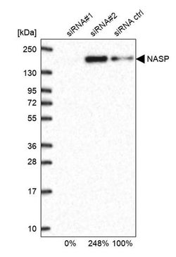 Invitrogen NASP Polyclonal Antibody 100 &mu;L | Buy Online | Invitrogen&trade; | Fisher Scientific