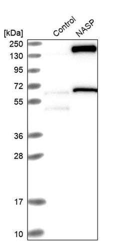 Invitrogen NASP Polyclonal Antibody 100 &mu;L | Buy Online | Invitrogen&trade; | Fisher Scientific