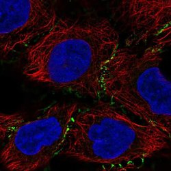 Invitrogen PLEKHA6 Polyclonal Antibody 100 &mu;L; Unconjugated:Antibodies,