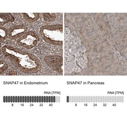 Invitrogen SNAP47 Polyclonal Antibody 100 &mu;L; Unconjugated:Antibodies,
