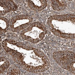 Invitrogen SNAP47 Polyclonal Antibody 100 &mu;L; Unconjugated:Antibodies,