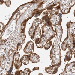 Invitrogen SRGAP2 Polyclonal Antibody 100 &mu;L; Unconjugated:Antibodies,