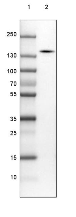 Invitrogen SRGAP2 Polyclonal Antibody 100 &mu;L; Unconjugated:Antibodies,