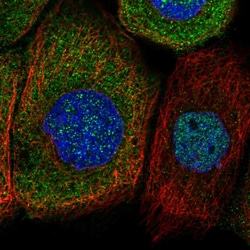 Invitrogen SRGAP2 Polyclonal Antibody 100 &mu;L; Unconjugated:Antibodies,