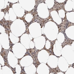 Invitrogen SRGAP2 Polyclonal Antibody 100 &mu;L; Unconjugated:Antibodies,