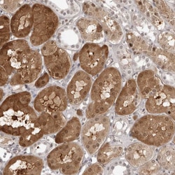 Invitrogen SRGAP2 Polyclonal Antibody 100 &mu;L; Unconjugated:Antibodies,