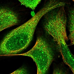 Invitrogen eIF2d Polyclonal Antibody 100 &mu;L; Unconjugated:Antibodies,