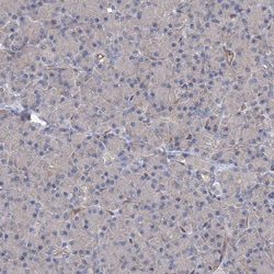 Invitrogen eIF2d Polyclonal Antibody 100 &mu;L; Unconjugated:Antibodies,