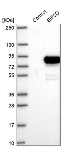 Invitrogen eIF2d Polyclonal Antibody 100 &mu;L; Unconjugated:Antibodies,