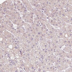 Invitrogen NVL Polyclonal Antibody 100 &mu;L; Unconjugated:Antibodies,