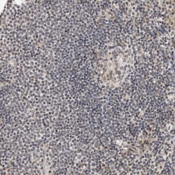 Invitrogen RASGEF1C Polyclonal Antibody 100 &mu;L; Unconjugated:Antibodies,