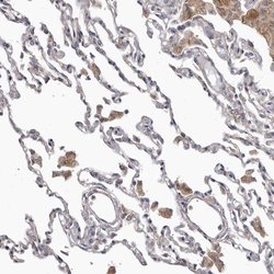 FMO2 Polyclonal Antibody, Invitrogen 100 &mu;L; Unconjugated:Anticuerpos