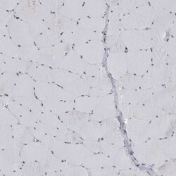 Invitrogen C8orf58 Polyclonal Antibody 100 &mu;L; Unconjugated:Antibodies,