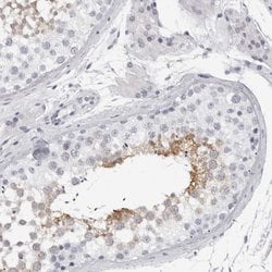 Invitrogen DNALI1 Polyclonal Antibody 100 &mu;L; Unconjugated:Antibodies,