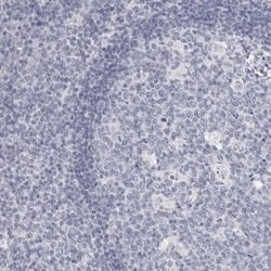 Invitrogen DNALI1 Polyclonal Antibody 100 &mu;L; Unconjugated:Antibodies,