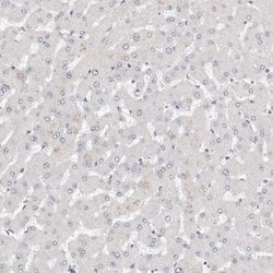 Invitrogen LMOD1 Polyclonal Antibody 100 &mu;L; Unconjugated:Antibodies,