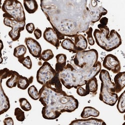 Invitrogen TCHH Polyclonal Antibody 100 &mu;L; Unconjugated:Antibodies