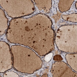 Invitrogen DNAJB4 Polyclonal Antibody 100 &mu;L; Unconjugated:Antibodies,