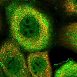 Invitrogen DNAJB4 Polyclonal Antibody 100 &mu;L; Unconjugated:Antibodies,