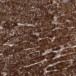 Invitrogen DNAJB4 Polyclonal Antibody 100 &mu;L; Unconjugated:Antibodies,