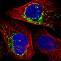 Invitrogen PLD5 Polyclonal Antibody 100 &mu;L | Buy Online | Invitrogen&trade; | Fisher Scientific