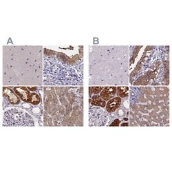 Invitrogen PAH Polyclonal Antibody 100 &mu;L; Unconjugated:Antibodies,