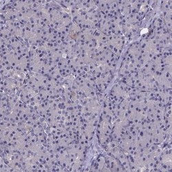 Invitrogen PAH Polyclonal Antibody 100 &mu;L; Unconjugated:Antibodies,
