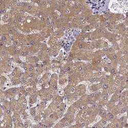 Invitrogen PAH Polyclonal Antibody 100 &mu;L; Unconjugated:Antibodies,