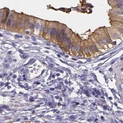 Invitrogen PAH Polyclonal Antibody 100 &mu;L; Unconjugated:Antibodies,