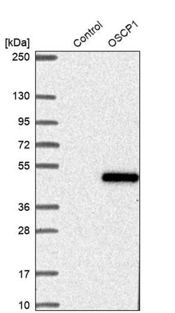 Invitrogen C1orf102 Polyclonal Antibody 100 &mu;L; Unconjugated:Antibodies,