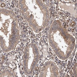 Invitrogen ADAMTS2 Polyclonal Antibody 100 &mu;L; Unconjugated:Antibodies,