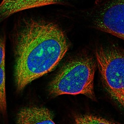 Invitrogen F102B Polyclonal Antibody 100 &mu;L; Unconjugated:Antibodies,