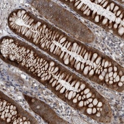 Invitrogen F102B Polyclonal Antibody 100 &mu;L; Unconjugated:Antibodies,