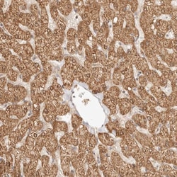 Invitrogen RSG1 Polyclonal Antibody 100 &mu;L; Unconjugated:Antibodies,