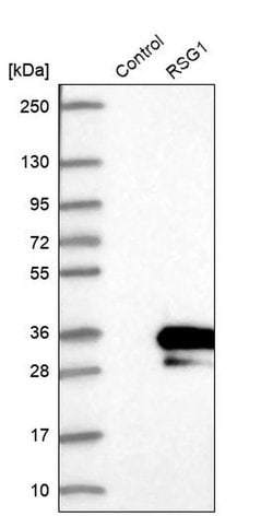 Invitrogen RSG1 Polyclonal Antibody 100 &mu;L; Unconjugated:Antibodies,