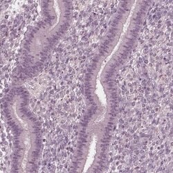 Invitrogen FAM71A Polyclonal Antibody 100 &mu;L; Unconjugated:Antibodies,