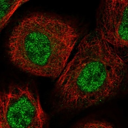 Invitrogen ITGB3BP Polyclonal Antibody 100 &mu;L; Unconjugated:Antibodies,