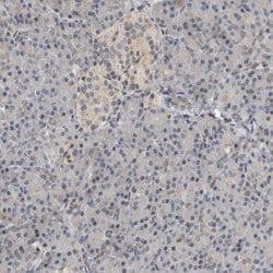 Invitrogen HENMT1 Polyclonal Antibody 100 &mu;L; Unconjugated:Antibodies,