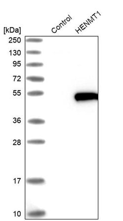 Invitrogen HENMT1 Polyclonal Antibody 100 &mu;L; Unconjugated:Antibodies,
