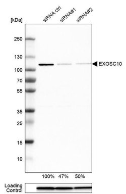 Invitrogen EXOSC10 Polyclonal Antibody 100 &mu;L; Unconjugated:Antibodies,