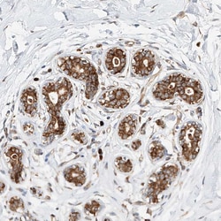 Invitrogen DIRAS3 Polyclonal Antibody 100 &mu;L; Unconjugated:Antibodies,