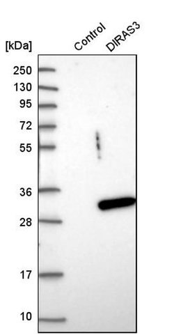 Invitrogen DIRAS3 Polyclonal Antibody 100 &mu;L; Unconjugated:Antibodies,