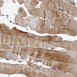 Invitrogen FLAD1 Polyclonal Antibody 100 &mu;L; Unconjugated:Antibodies,