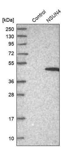 Invitrogen NSUN4 Polyclonal Antibody 100 &mu;L; Unconjugated:Antibodies,