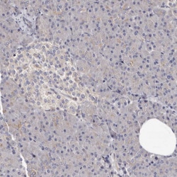 Invitrogen LUZP1 Polyclonal Antibody 100 &mu;L; Unconjugated:Antibodies,