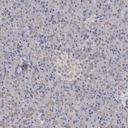 LUZP1 Polyclonal Antibody, Invitrogen&trade; 100 &mu;L; Unconjugated 