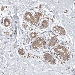 Invitrogen SERTAD4 Polyclonal Antibody 100 &mu;L; Unconjugated:Antibodies,